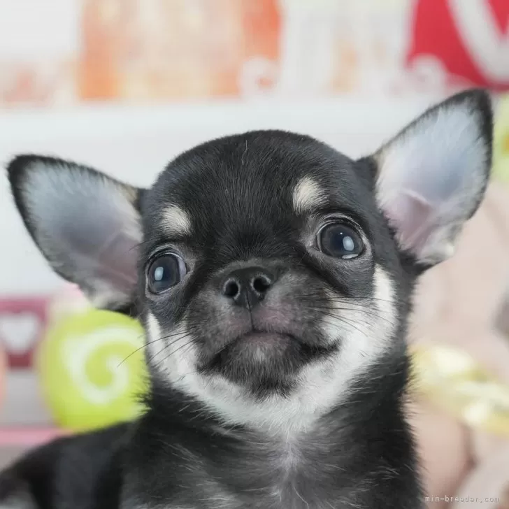 チワワ(スムース)【茨城県・男の子・2025年7月17日・ブラックタン&amp;ホワイト】の写真1「🐶全頭総額表示(接種済ワクチン代・マイクロチップ代・健康診断料込)」