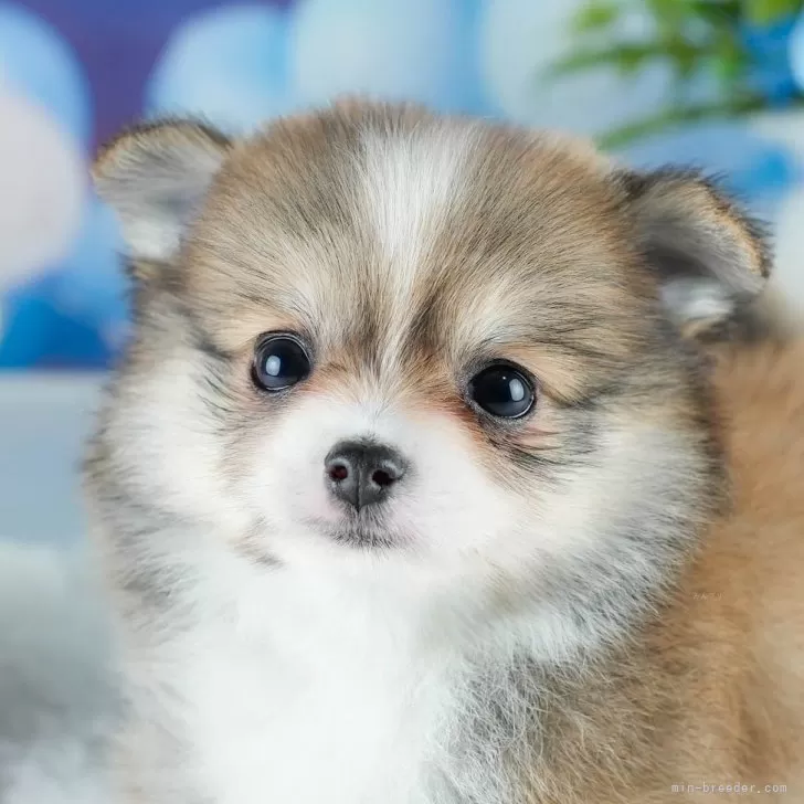 ういくん 様のお迎えした子犬