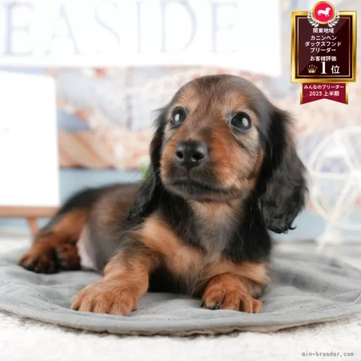 ID：2511-00888の子犬