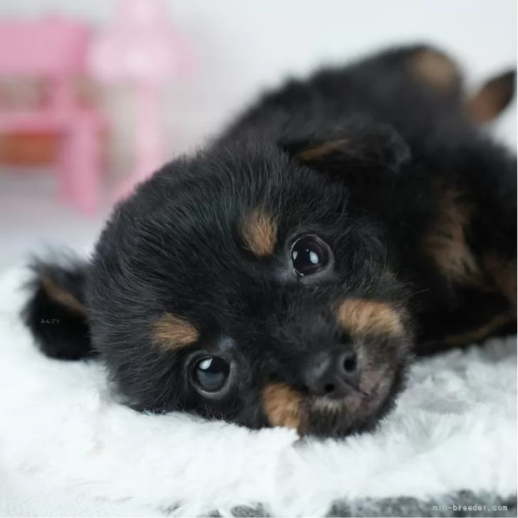 ID:2507-02735の子犬