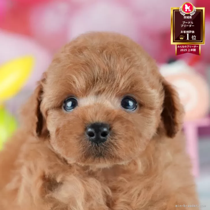 ID:2508-05669の子犬