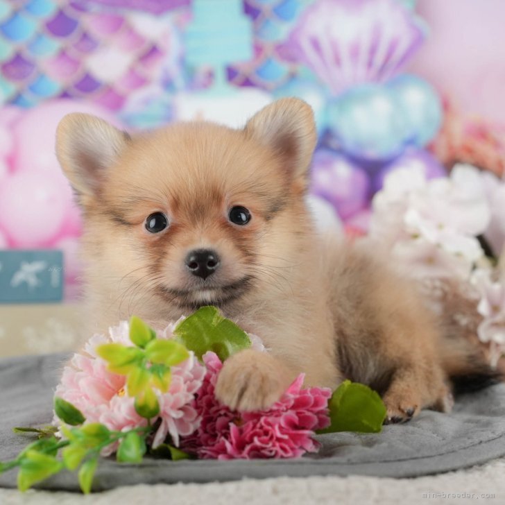 オーダー受付　ポメラニアン　ご予約ページ　10/8 ポメラニアン【茨城県・男の子・2025年9月2日・オレンジ】11/22㈯23