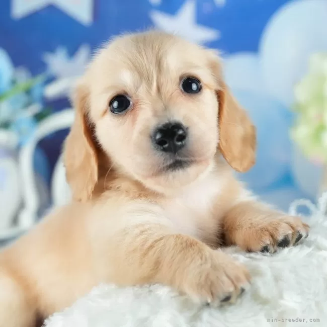 ミニチュアダックスフンド(ロング)【茨城県・女の子・2025年4月22日・イエロー】の写真1「🐶全頭総額表示(接種済ワクチン代・マイクロチップ代・健康診断料込)」