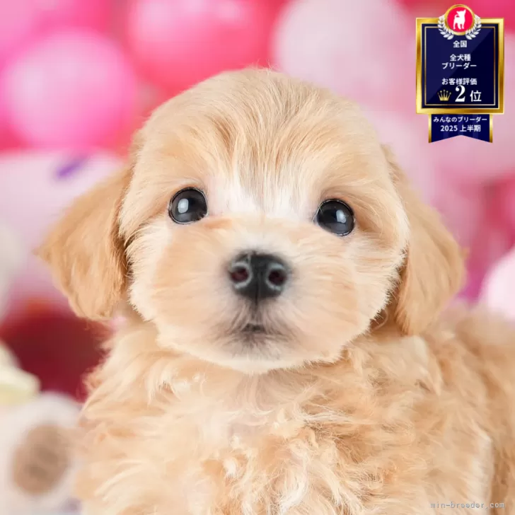 A.S 様のお迎えした子犬