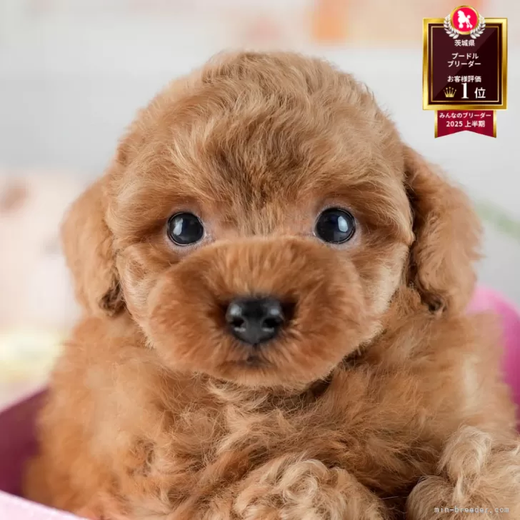 タイニープードル【茨城県・男の子・2025年8月16日・レッド】の写真1「🐶全頭総額表示(接種済ワクチン代・マイクロチップ代・健康診断料込)」