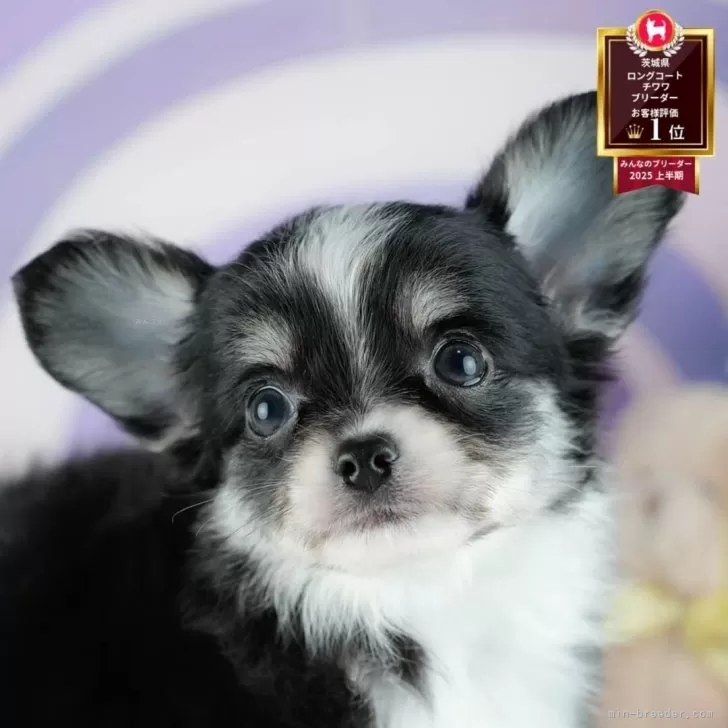 チワワ(ロング)【茨城県・男の子・2025年8月10日・ブラックタン&amp;ホワイト】の写真1「🐶全頭総額表示(接種済ワクチン代・マイクロチップ代・健康診断料込)」