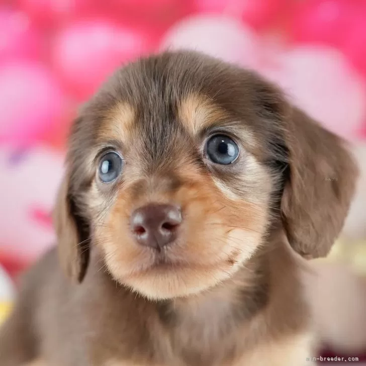 ID：2510-04178の子犬