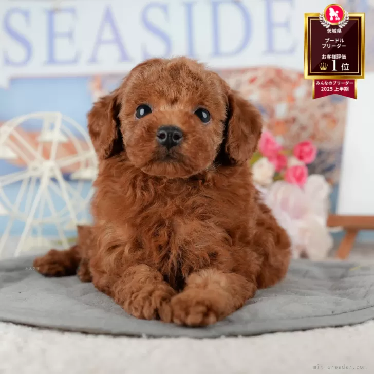 タイニープードル【茨城県・男の子・2025年9月6日・レッド】の写真1「🐶全頭総額表示(接種済ワクチン代・マイクロチップ代・健康診断料込)」