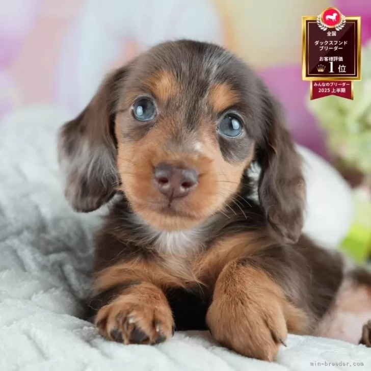 あやの 様のお迎えした子犬