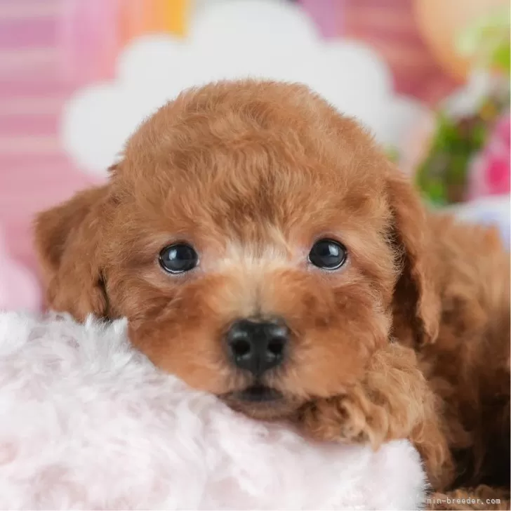 トイプードル(トイ)【茨城県・男の子・2025年1月17日・レッド】の写真1「🐶全頭総額表示(接種済ワクチン代・マイクロチップ代・健康診断料込)」