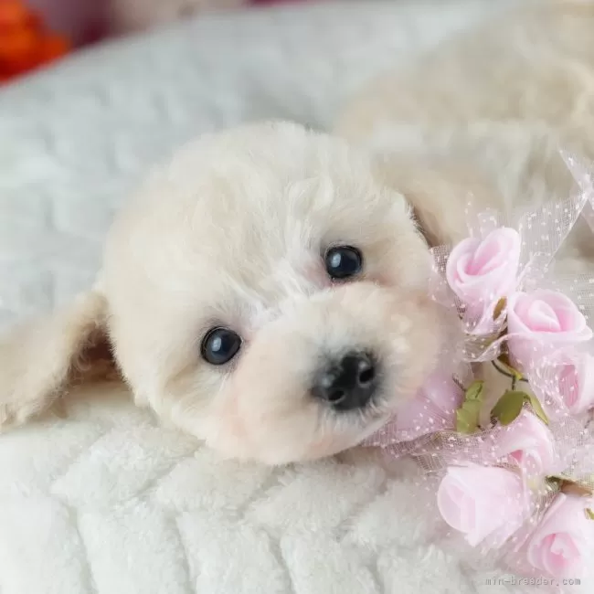 ID：2506-02832の子犬