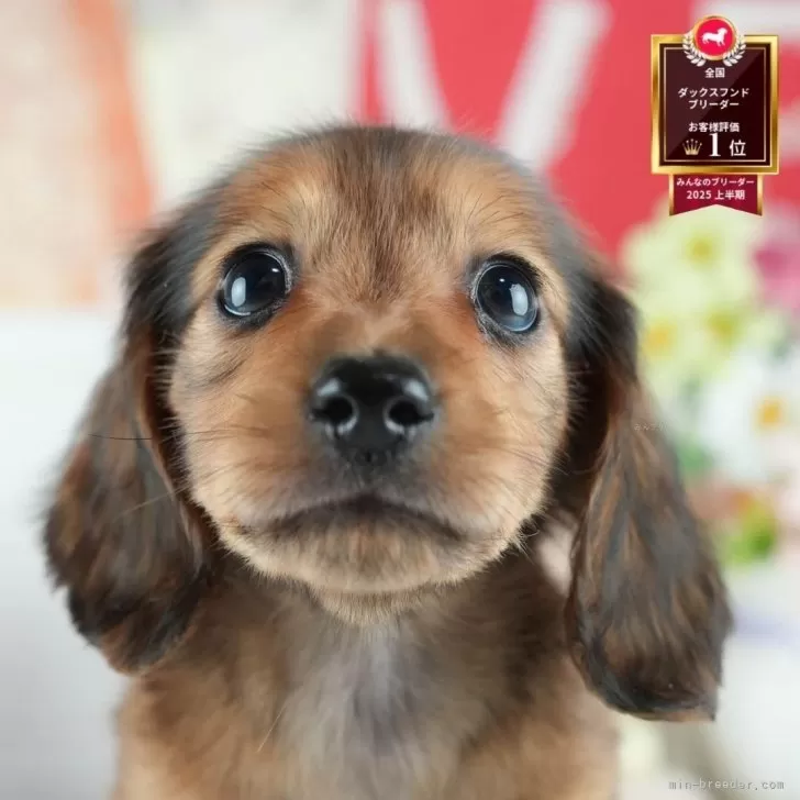 ミニチュアダックスフンド(ロング)【茨城県・男の子・2025年6月29日・シェーデッドレッド】の写真1「🐶全頭総額表示(接種済ワクチン代・マイクロチップ代・健康診断料込)」