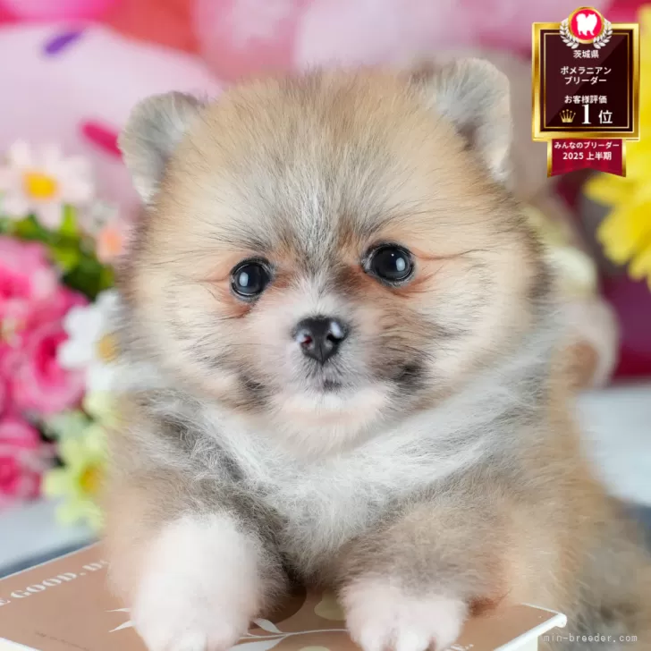 M.K 様のお迎えした子犬