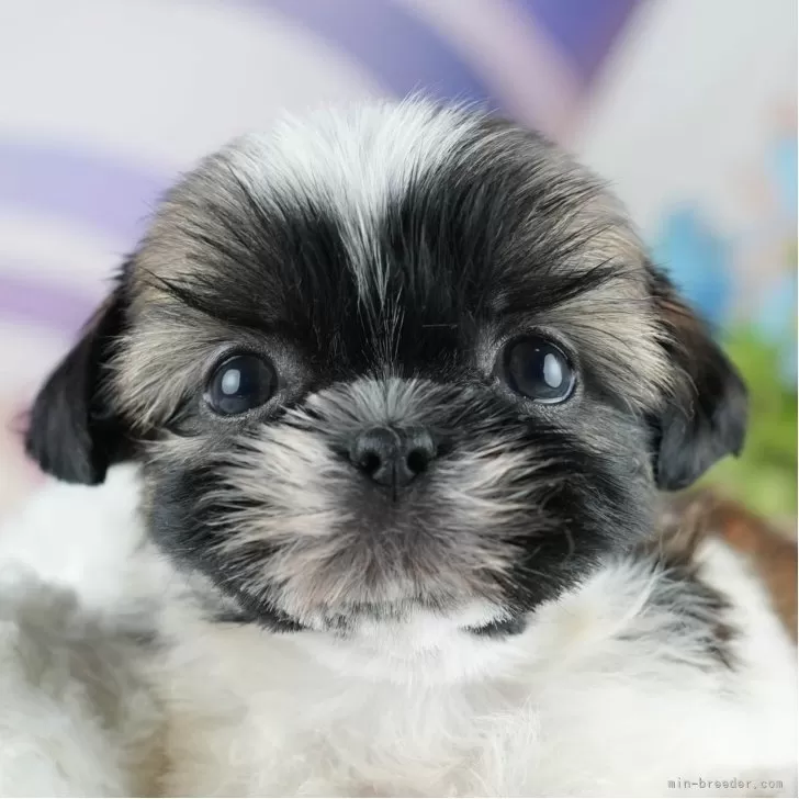 ID：2506-02843の子犬