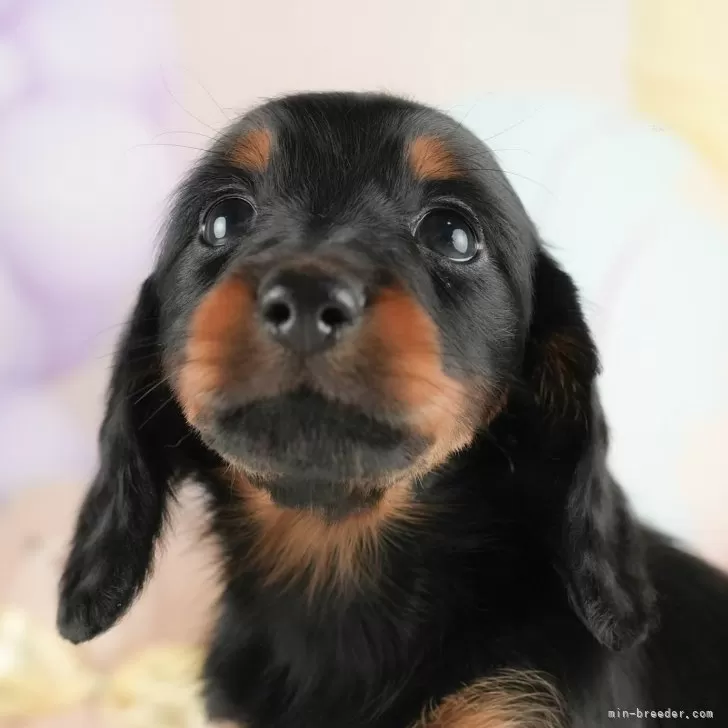 A.U 様のお迎えした子犬