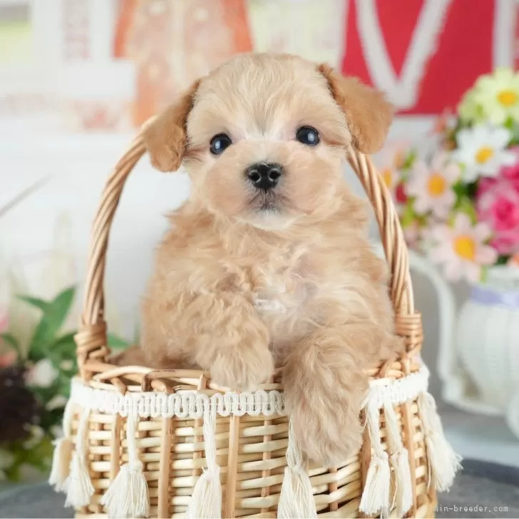H.H 様のお迎えした子犬