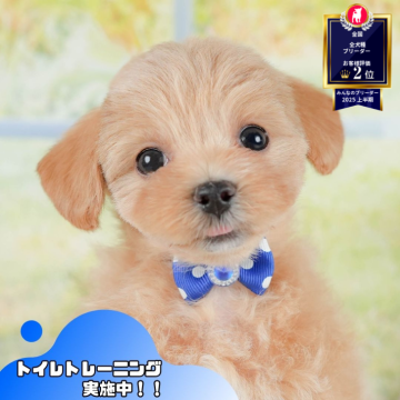 マルプー(マルチーズ×トイプードル)【茨城県・女の子・2025年9月17日・アプリコット】の写真「12月限定！2周年＆X’masキャンペーン開催🎁」