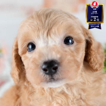 ビションプー(ビションフリーゼ×トイプードル)【茨城県・男の子・2025年10月23日・アプリコット】の写真「12月限定！2周年＆X’masキャンペーン開催🎁」