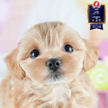 マルプー(マルチーズ×トイプードル)【茨城県・女の子・2025年6月18日・アプリコット】の写真「🌻8/23㈯24㈰気になる子全部会える見学会🐾」