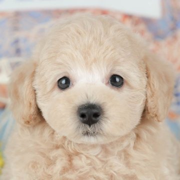 トイプードル(トイ)【茨城県・女の子・2025年9月22日・クリーム】の写真「11/22㈯23㈰特典付きイベント開催🎉」