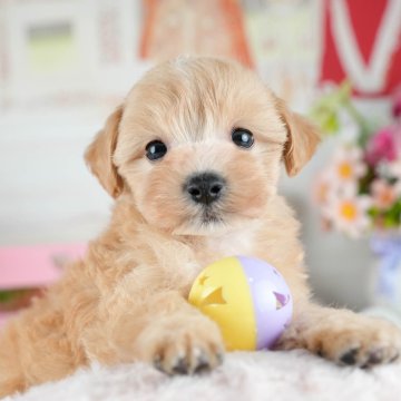 マルプー(マルチーズ×トイプードル)【茨城県・男の子・2025年8月2日・アプリコット】の写真「9/27㈯28㈰運命の子犬を探せる大型見学会開催⭐」