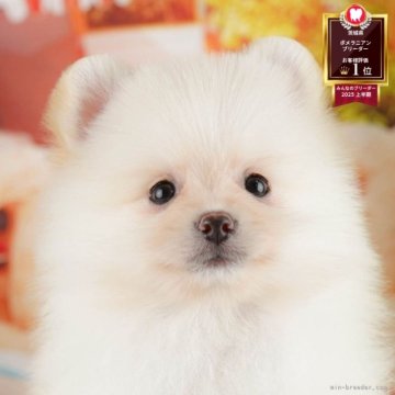 ポメラニアン【茨城県・男の子・2025年7月31日・クリーム】の写真「11/8㈯9㈰イベント開催🐾詳しくはブログへ📝」