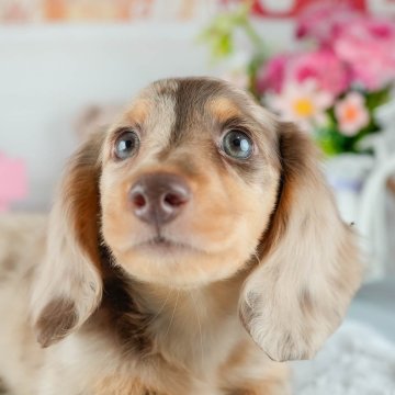 ミニチュアダックスフンド(ロング)【茨城県・男の子・2025年7月15日・チョコレートダップル】の写真「9/27㈯28㈰運命の子犬を探せる大型見学会開催⭐」