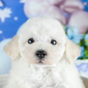 トイプードル(トイ)【茨城県・男の子・2025年4月24日・クリーム】の写真「👒6/14㈯15㈰2days見学会開催🌻」