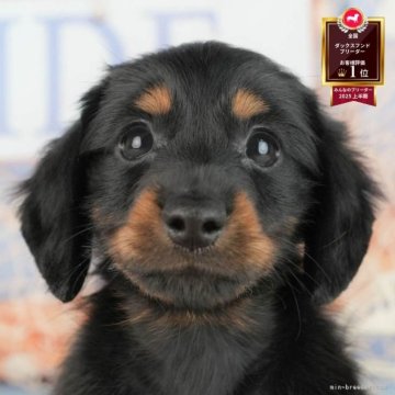 ミニチュアダックスフンド(ロング)【茨城県・女の子・2025年8月6日・ブラック&タン】の写真「11/22㈯23㈰特典付きイベント開催🎉」