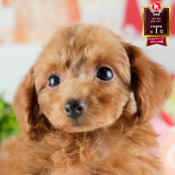 トイプードル(トイ)【茨城県・女の子・2025年8月23日・レッド】の写真「11/22㈯23㈰特典付きイベント開催🎉」