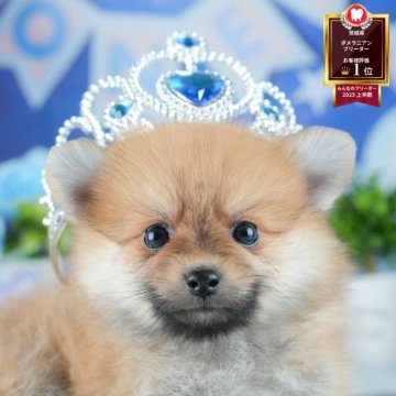 ポメラニアン【茨城県・男の子・2025年6月16日・オレンジ】の写真「🌻8/23㈯24㈰気になる子全部会える見学会🐾」