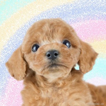 トイプードル(トイ)【茨城県・男の子・2025年10月13日・レッド】の写真「12月限定！2周年＆X’masキャンペーン開催🎁」