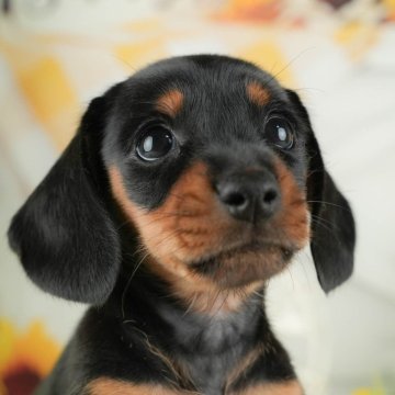 ミニチュアダックスフンド(スムース)【茨城県・女の子・2025年8月29日・ブラック&タン】の写真「11/22㈯23㈰特典付きイベント開催🎉」