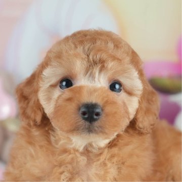 トイプードル(トイ)【茨城県・女の子・2025年5月7日・レッド】の写真「🌻6/28㈯29㈰50頭以上集まる見学会🐾」