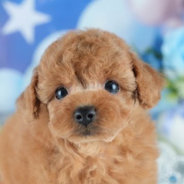 トイプードル(トイ)【茨城県・男の子・2025年7月13日・レッド】の写真「9/13㈯14㈰運命の子を探せる大規模見学会🌻」