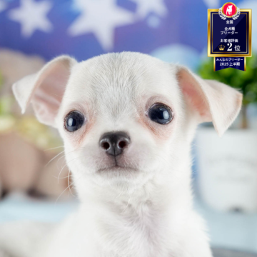 チワワ(スムース)【茨城県・男の子・2025年10月9日・クリーム】の写真「12月限定！2周年＆X’masキャンペーン開催🎁」