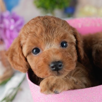 トイプードル(タイニー)【茨城県・男の子・2025年8月27日・レッド】の写真「10/11㈯12㈰運命の子犬が見つかる見学会🎉」
