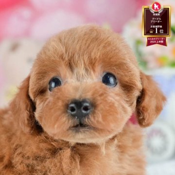 トイプードル(トイ)【茨城県・男の子・2025年8月5日・レッド】の写真「10/11㈯12㈰運命の子犬が見つかる見学会🎉」