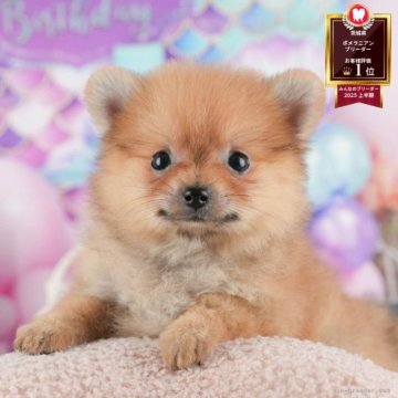 ポメラニアン【茨城県・女の子・2025年9月4日・オレンジ】の写真「11/22㈯23㈰特典付きイベント開催🎉」
