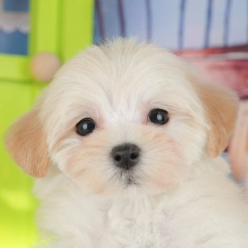 マルプー(マルチーズ×トイプードル)【茨城県・女の子・2025年9月17日・クリーム】の写真「11/22㈯23㈰特典付きイベント開催🎉」