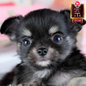 チワワ(ロング)【茨城県・男の子・2025年10月21日・ブラック&タン】の写真「12月限定！2周年＆X’masキャンペーン開催🎁」
