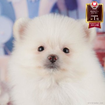ポメラニアン【茨城県・男の子・2025年7月31日・クリーム】の写真「11/22㈯23㈰特典付きイベント開催🎉」
