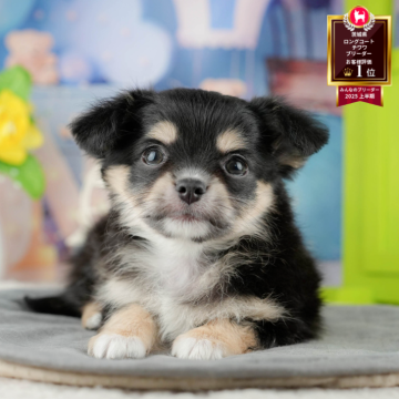 チワワ(ロング)【茨城県・女の子・2025年9月12日・ブラック&タン】の写真「11/22㈯23㈰特典付きイベント開催🎉」
