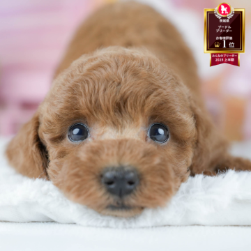 トイプードル(トイ)【茨城県・女の子・2025年10月13日・レッド】の写真「12月限定！2周年＆X’masキャンペーン開催🎁」