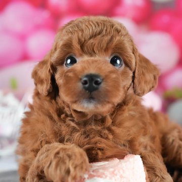 トイプードル(トイ)【茨城県・男の子・2025年4月9日・レッド】の写真「6/1(日)愛犬ちゃんと見学に行ける特別day🐾」