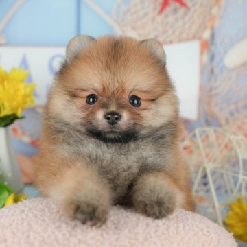 ポメラニアン【茨城県・男の子・2025年8月30日・オレンジ】の写真「11/8㈯9㈰イベント開催🐾詳しくはブログへ📝」