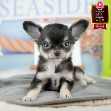 チワワ(ロング)【茨城県・女の子・2025年9月12日・ブラック&タン】の写真「11/22㈯23㈰特典付きイベント開催🎉」