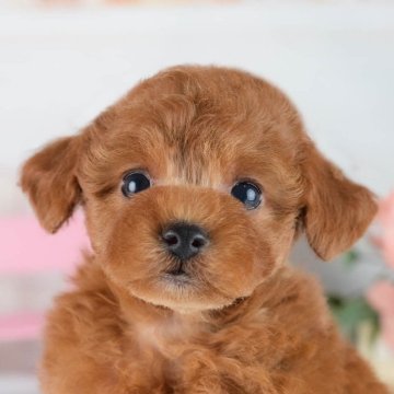トイプードル(トイ)【茨城県・男の子・2025年8月26日・レッド】の写真「10/11㈯12㈰運命の子犬が見つかる見学会🎉」