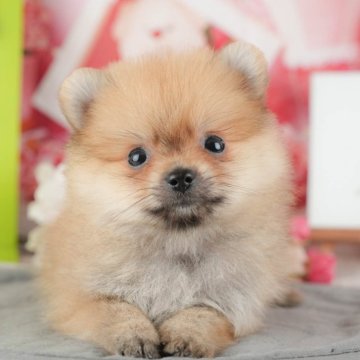 ポメラニアン【茨城県・男の子・2025年9月4日・オレンジ】の写真「11/22㈯23㈰特典付きイベント開催🎉」