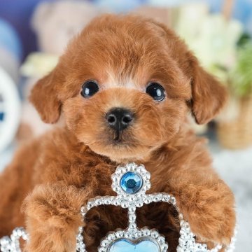 トイプードル(トイ)【茨城県・女の子・2025年8月26日・レッド】の写真「10/11㈯12㈰運命の子犬が見つかる見学会🎉」